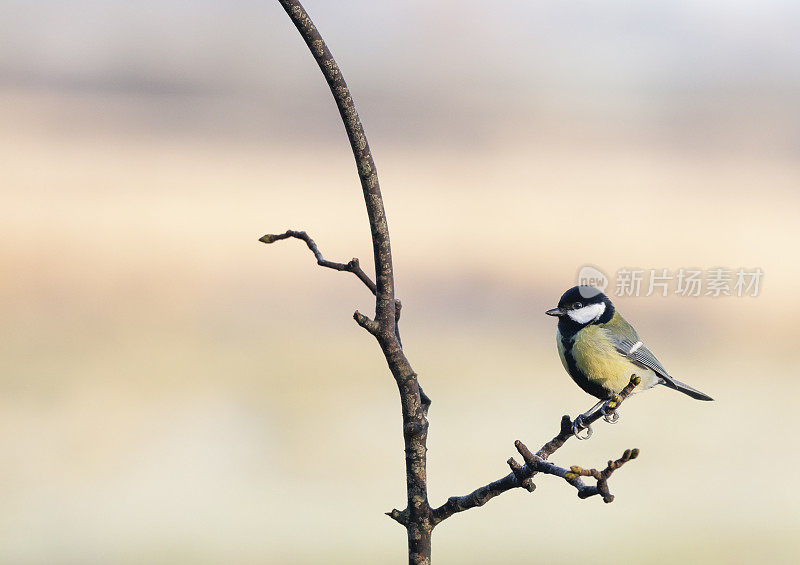 大山雀，Parus major，栖息在一个小树枝上，与一个完全散焦的自然冬季背景。